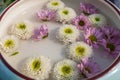 Colorful Chrysanthemum Flower. Chrysanthemum Rainbow Flower, Flower arrangement