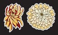 Colorful chrysanthemum flower vector.Chinese flower tattoo. Chrysanth flower for tattoo. Royalty Free Stock Photo
