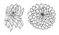 Colorful chrysanthemum flower vector.Chinese flower tattoo. Chrysanth flower for tattoo.