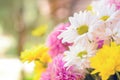 Colorful Chrysanthemum flowers as back ground