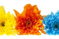 Colorful chrysanthemum flowers, blue, yellow, orange, isolated on white background, close up Royalty Free Stock Photo