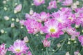 Colorful Chrysanthemum flowers in a garden.Sometimes called mums flower.