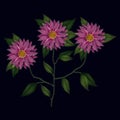 Colorful chrysanthemum flowers plant set embroidery in black background Royalty Free Stock Photo