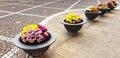Colorful chrysanthemum flowers planted in pots in a row Royalty Free Stock Photo