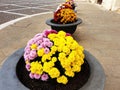 Colorful chrysanthemum flowers planted in pots Royalty Free Stock Photo