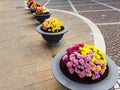Colorful chrysanthemum flowers Royalty Free Stock Photo