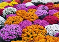 Colorful chrysanthemum flowers Royalty Free Stock Photo