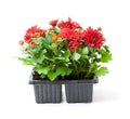 Colorful Chrysanthemum flowers in small pots isolated on white Royalty Free Stock Photo