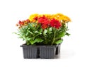 Colorful Chrysanthemum flowers in small pots isolated on white Royalty Free Stock Photo