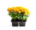 Colorful Chrysanthemum flowers in small pots isolated on white Royalty Free Stock Photo