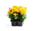 Colorful Chrysanthemum flowers in small pots isolated on white Royalty Free Stock Photo