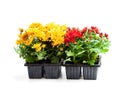 Colorful Chrysanthemum flowers in small pots isolated on white Royalty Free Stock Photo