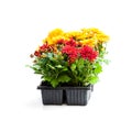 Colorful Chrysanthemum flowers in small pots isolated on white Royalty Free Stock Photo