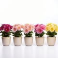 Colorful Chrysanthemum Pots: A Vibrant Consumer Culture Critique