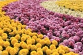 Colorful chrysanthemums