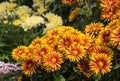 Colorful chrysanthemums in bloom