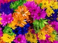 Colorful chrysanthemums