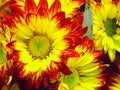 Colorful chrysanthemums growing in the garden Royalty Free Stock Photo