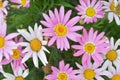 Colorful chrysanthemums growing in the garden Royalty Free Stock Photo