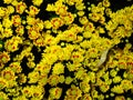 Colorful chrysanthemums growing in the garden Royalty Free Stock Photo