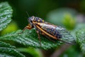 Colorful Cicada Resting on a Dewy Green Leaf Royalty Free Stock Photo