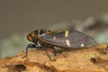 Colorful cicada species. Kanger Ghati National Park, Bastar Royalty Free Stock Photo