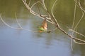 A colorful cinnamon throated bee eater on a perch of a twig in the bay of a canal. Magnificent rare view to wintness