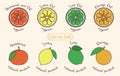 Colorful citrus icon set. Grapefruit, lime, lemon, orange