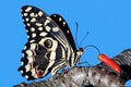 Colorful citrus swallowtail butterfly - South Africa Royalty Free Stock Photo
