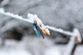 Colorful clips for washing laundry covered with snow on strip rope outdoor.