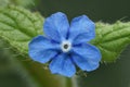 Close up of a blue flower of the green alkanet , Pentaglottis sempervirens in the garden Royalty Free Stock Photo