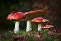 Colorful close up of fly agaric mushroom group sitting in the grass