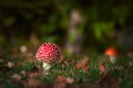 Colorful close up of fly agaric mushroom sitting in the grass