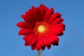 Colourful macrophotography with red gerbera daisy against blue sky Royalty Free Stock Photo