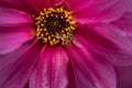 Colorful close up macro image of Common Wasp Vespula Vulgaris on purple dahlia flower in English country garden