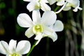 Colorful close up of orchid with bokeh nature background growth fresh during day time Royalty Free Stock Photo