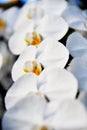 Colorful close up of orchid with bokeh nature background growth fresh during day time Royalty Free Stock Photo