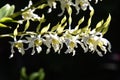 Colorful close up of orchid with bokeh nature background growth fresh during day time Royalty Free Stock Photo