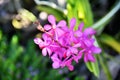 Colorful close up of orchid flower, with bokeh nature background