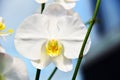 Colorful close up of orchid flower, with nature bokeh background,growth fresh during day time