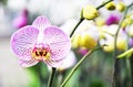 Colorful close up of orchid flower, with nature bokeh background,growth fresh during day time