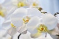 Colorful close up of orchid flower, with nature bokeh background,growth fresh during day time