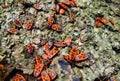 Colorful closeup on an aggregation of copulating firebugs , Pyrrhocoris apterus on a bark of a tree in the springtime Royalty Free Stock Photo