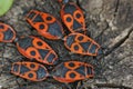 Colorful closeup on an aggregation of copulating firebugs , Pyrrhocoris apterus Royalty Free Stock Photo