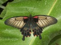 Colorful closeup on an Asian great Mormon butterfly, Papilio memnon, Papilionidae,