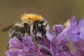 Colorful closeup on a brown banded bumblebee, Bombus pascuorum om purple Nepeta cataria flowers