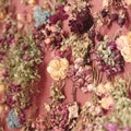A colorful closeup of dried flowers