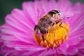 A colorful closeup of the European drone fly, Eristalis arbustorum Royalty Free Stock Photo