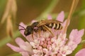 Closeup on a female great banded furriow bee, sitting on a pink scabious flower