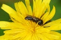 Colorful closeup of a female small shaggy bee Panurgus calcaratus on a yellow flower Royalty Free Stock Photo